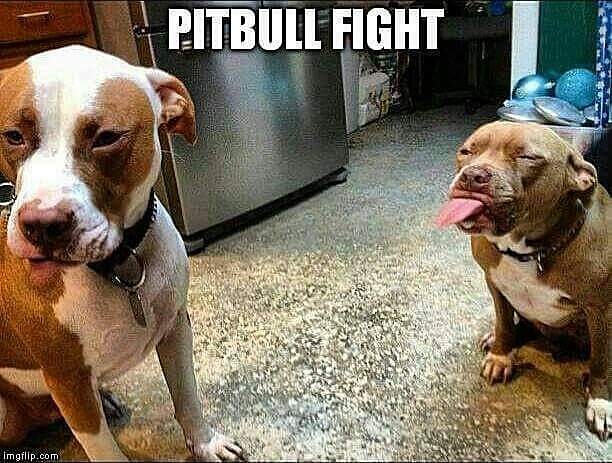 Click image for larger version

Name:	pitmeme.jpg
Views:	26
Size:	97.3 KB
ID:	648