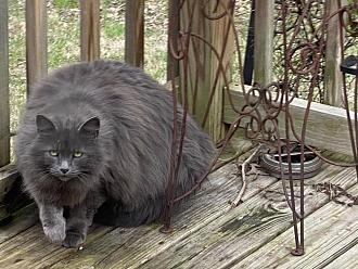 Click image for larger version

Name:	smokey.jpg
Views:	64
Size:	186.2 KB
ID:	1971